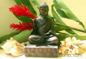Buda / Health, Peace , Serenity and Wellness with Acupunture and Thai Masssage
